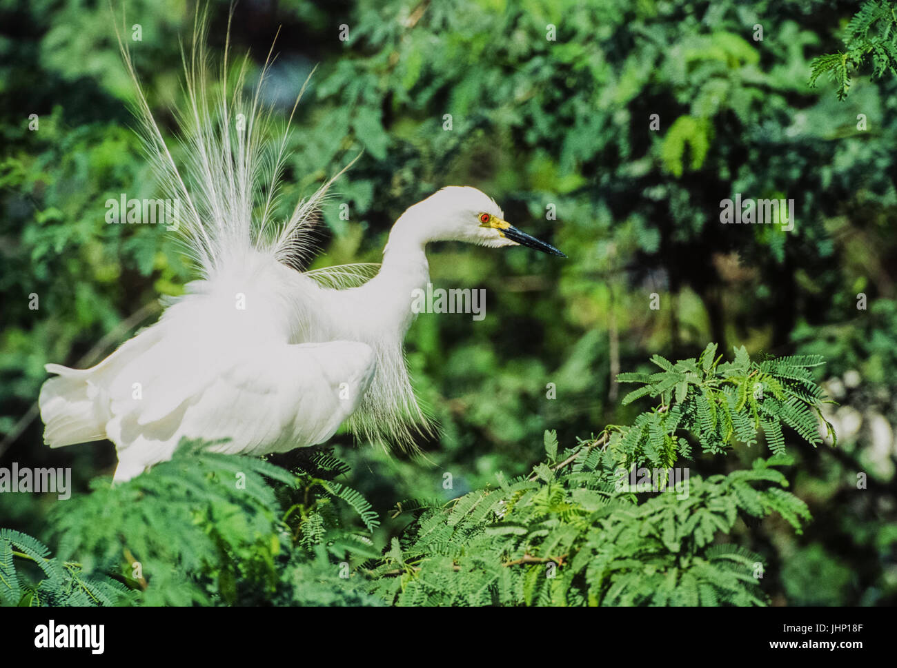 Intermediate Egret, (Ardea intermedia), anzeigen Zucht Gefieder Keoladeo Ghana National Park, Bharatpur, Rajasthan, Indien Stockfoto