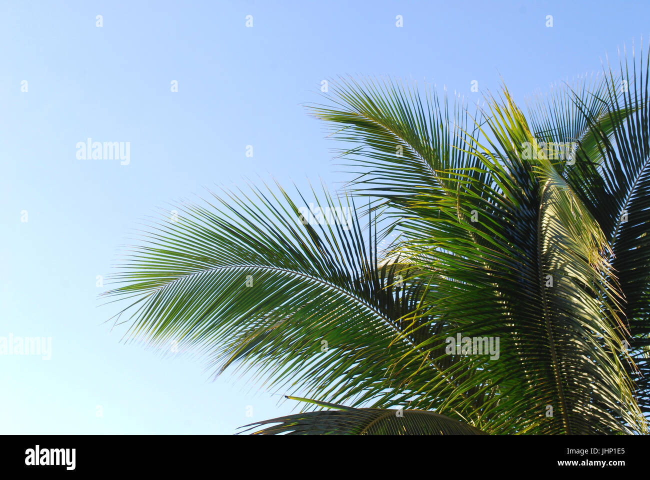 Aus, Cabo Corrientes, Jalisco, Mexiko Stockfoto