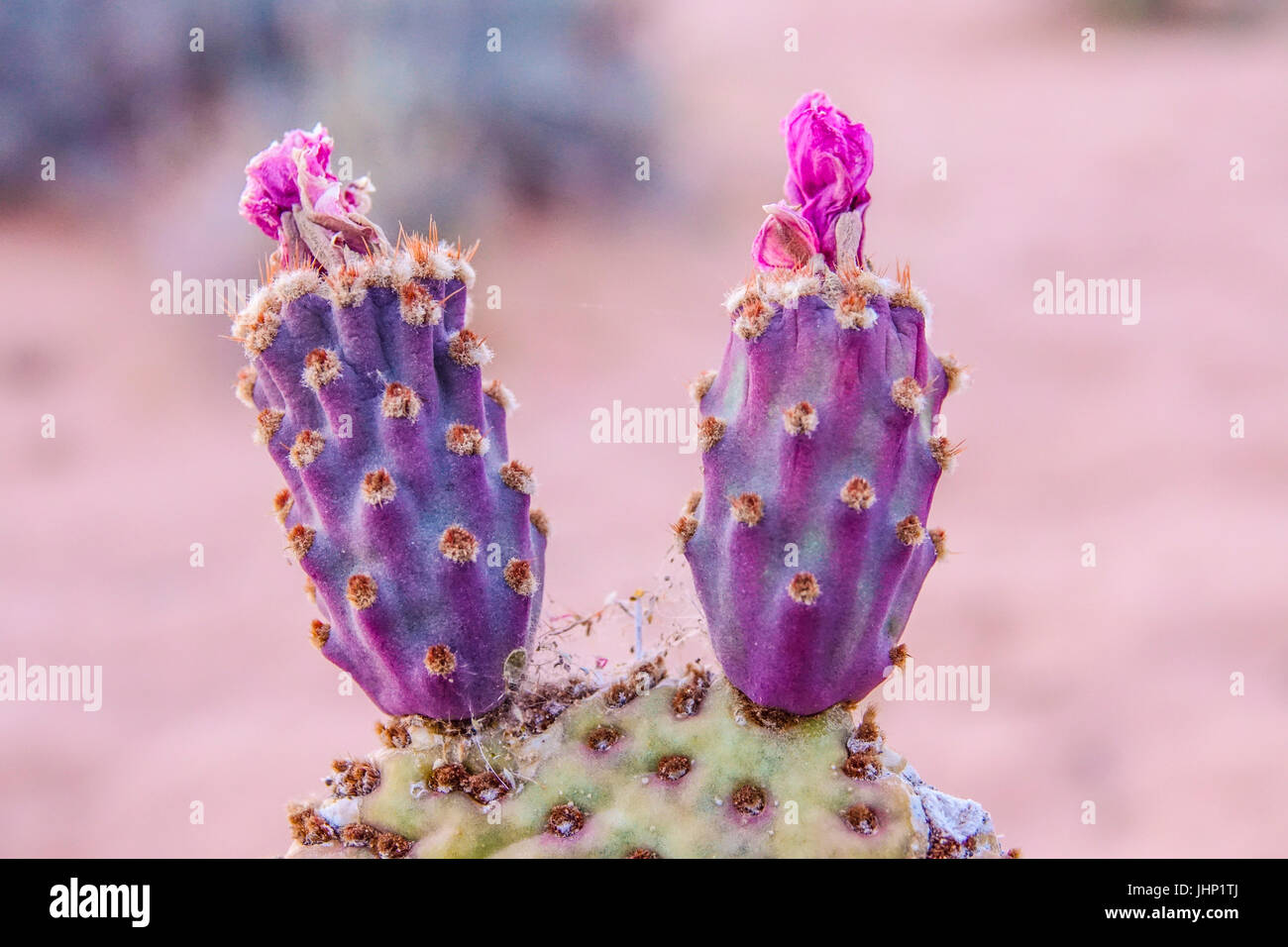 Kaktus in der Wüste von Nevada Stockfoto