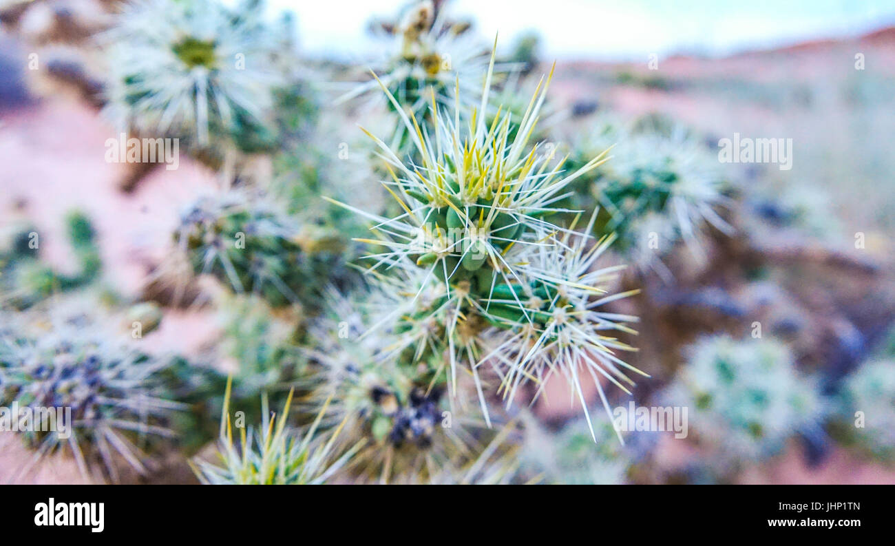 Kaktus in der Wüste von Nevada Stockfoto