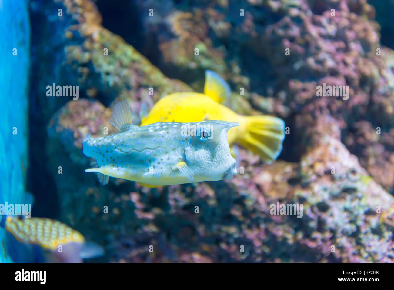 Weiß gefleckten Kugelfisch (Arothron Hispidus). Meeresfische im blauen Wasser. Stockfoto