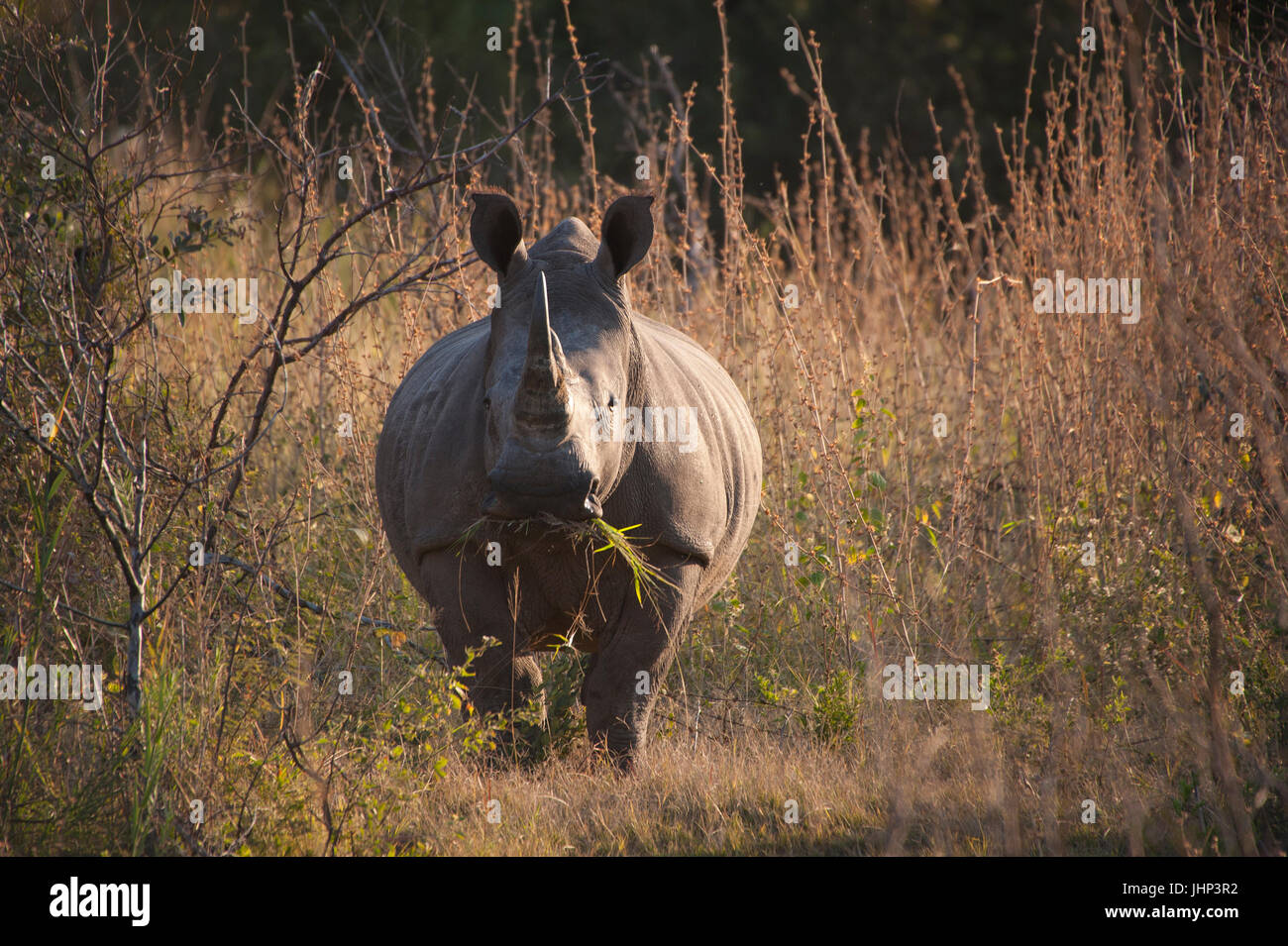 Ein Nashorn Essen Rasen stehend in Büschen in Afrika Stockfoto