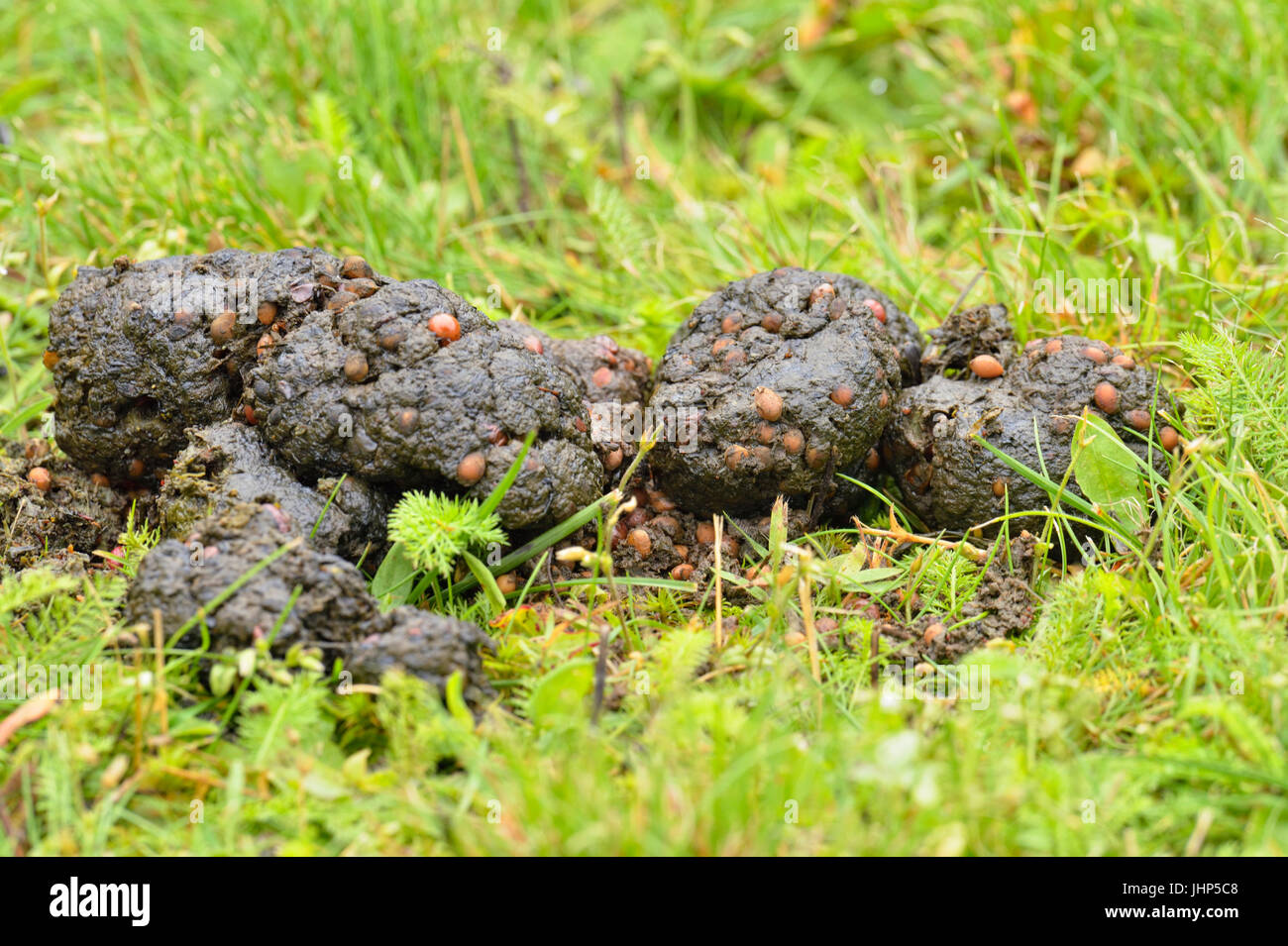 Black Bear (Ursus americanus)) scat, Greater Sudbury, Ontario, Kanada Stockfoto