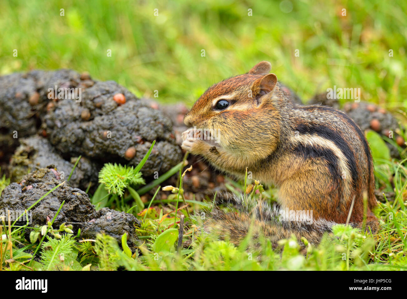 Östlichen Streifenhörnchen (Tamias striatus) Ernte Saatgut aus einer frischen Haufen schwarzer Bär scat, Greater Sudbury, Ontario, Kanada Stockfoto