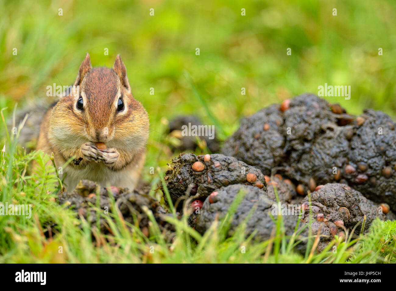 Östlichen Streifenhörnchen (Tamias striatus) Ernte Saatgut aus einer frischen Haufen schwarzer Bär scat, Greater Sudbury, Ontario, Kanada Stockfoto