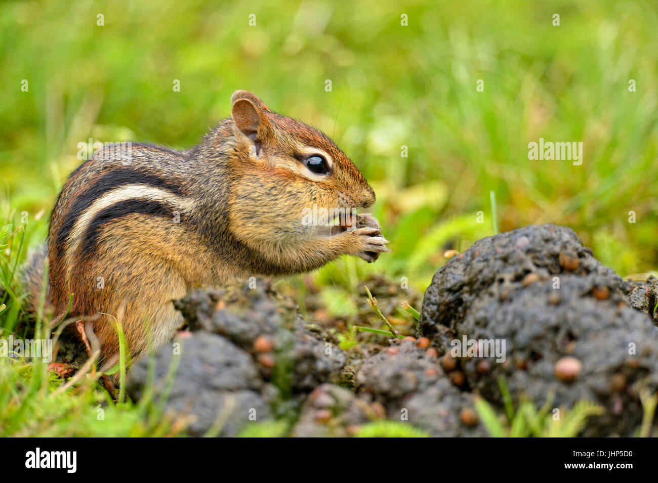 Östlichen Streifenhörnchen (Tamias striatus) Ernte Saatgut aus einer frischen Haufen schwarzer Bär scat, Greater Sudbury, Ontario, Kanada Stockfoto