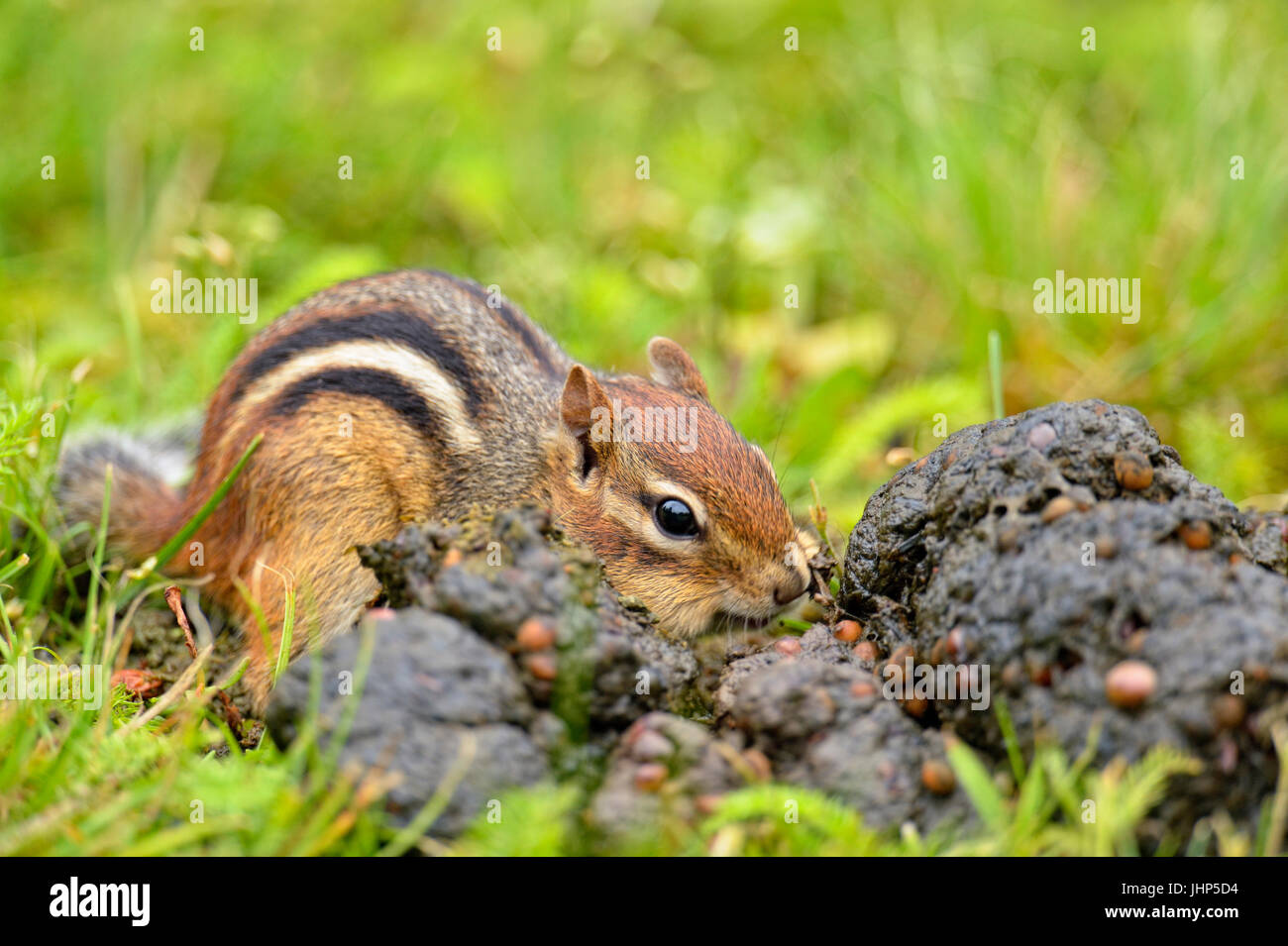 Östlichen Streifenhörnchen (Tamias striatus) Ernte Saatgut aus einer frischen Haufen schwarzer Bär scat, Greater Sudbury, Ontario, Kanada Stockfoto