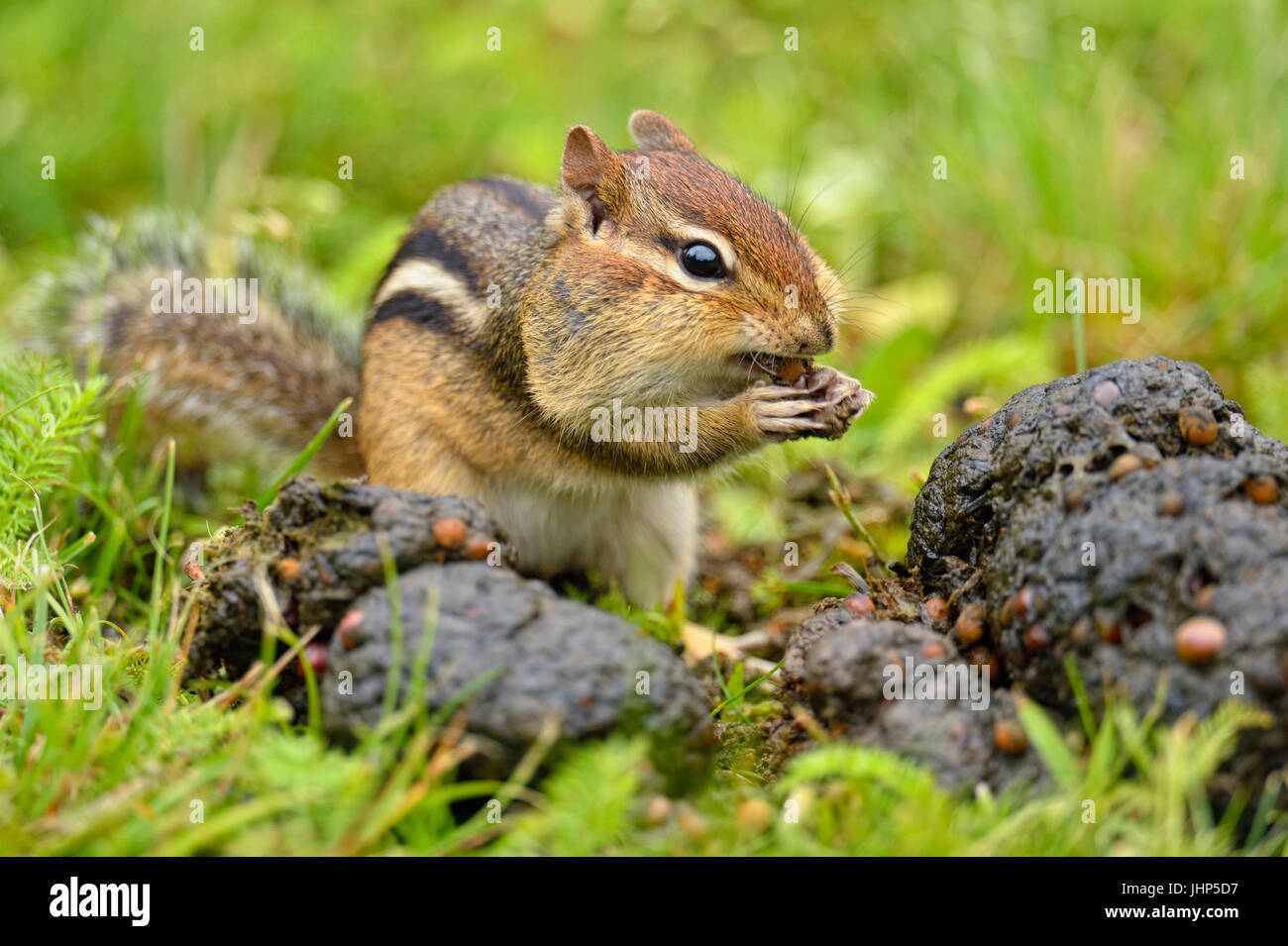 Östlichen Streifenhörnchen (Tamias striatus) Ernte Saatgut aus einer frischen Haufen schwarzer Bär scat, Greater Sudbury, Ontario, Kanada Stockfoto