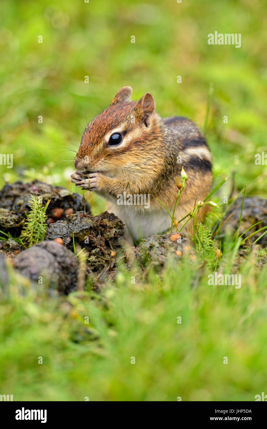 Östlichen Streifenhörnchen (Tamias striatus) Ernte Saatgut aus einer frischen Haufen schwarzer Bär scat, Greater Sudbury, Ontario, Kanada Stockfoto