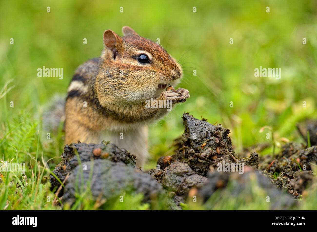 Östlichen Streifenhörnchen (Tamias striatus) Ernte Saatgut aus einer frischen Haufen schwarzer Bär scat, Greater Sudbury, Ontario, Kanada Stockfoto