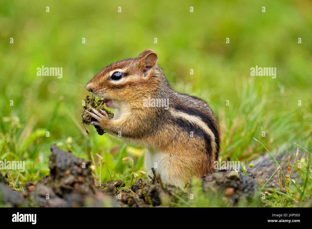 Östlichen Streifenhörnchen (Tamias striatus) Ernte Saatgut aus einer frischen Haufen schwarzer Bär scat, Greater Sudbury, Ontario, Kanada Stockfoto