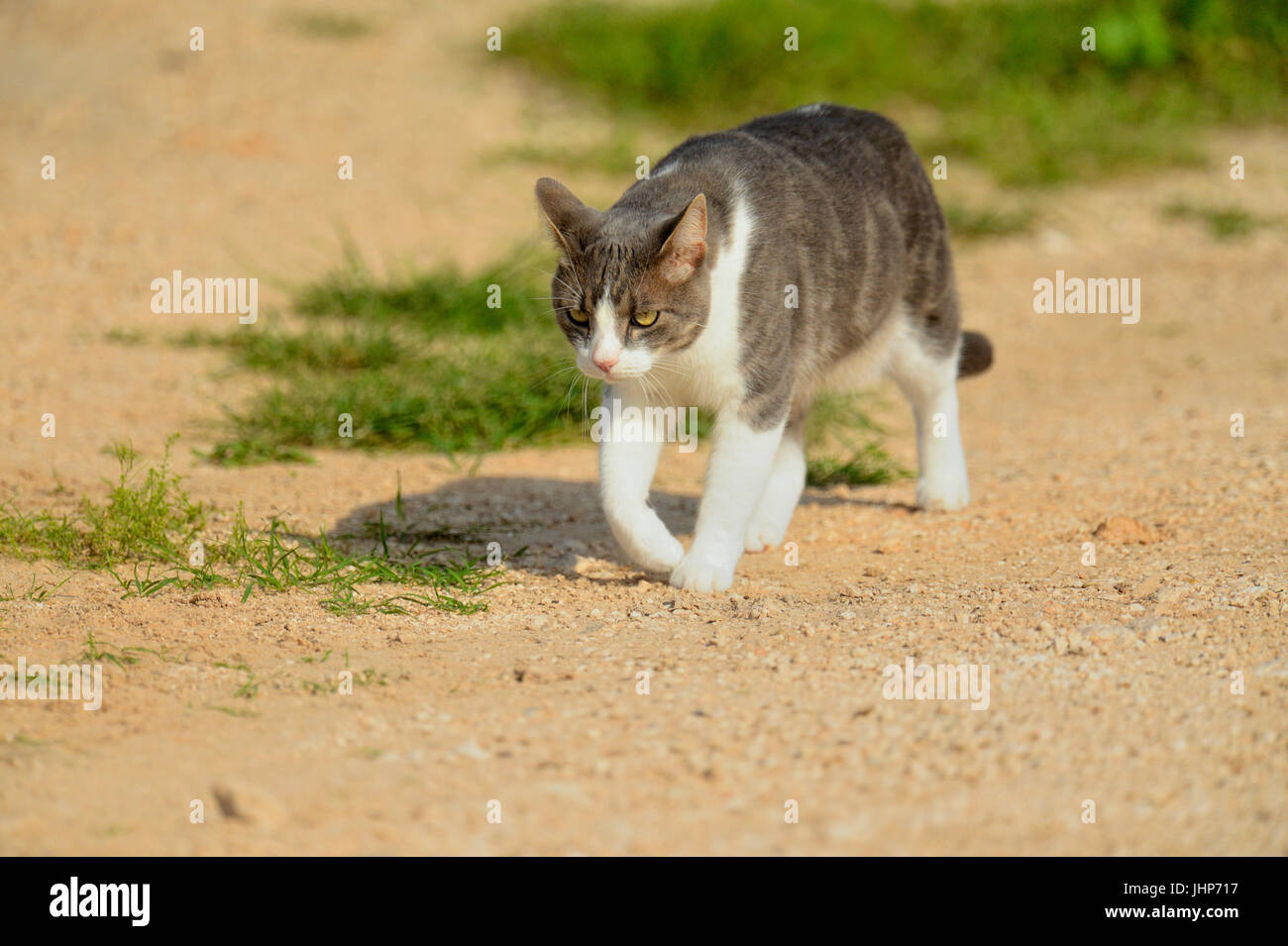 Katze auf der Lauer, Rio Grande City, Texas, USA Stockfoto