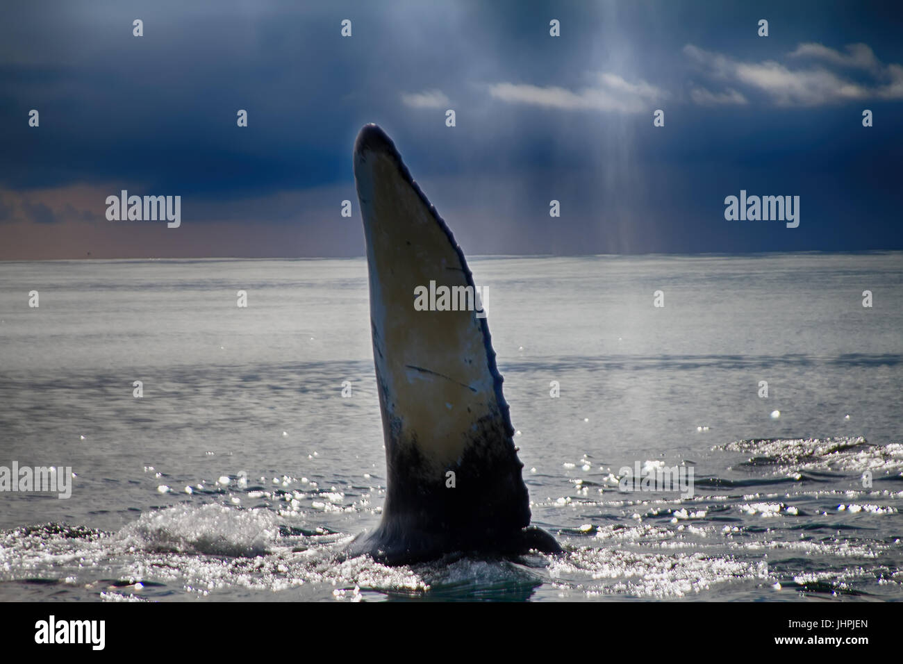 Ehe-Kommunikation. Hump-backed Wal (Impressionen Novaeangliae) schlägt Wasser mit großen Flosse. Impressionen bedeutet riesige Flügel. Pazifischen Ozean Aleuten-Comman Stockfoto