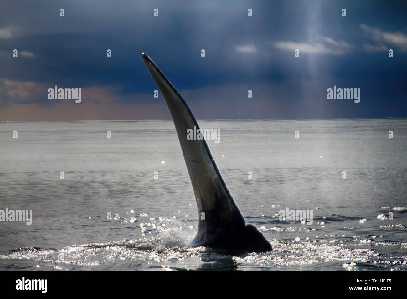 Ehe-Kommunikation. Hump-backed Wal (Impressionen Novaeangliae) schlägt Wasser mit großen Flosse. Impressionen bedeutet riesige Flügel. Ruhe und Himmel am Vorabend des Typhoo Stockfoto