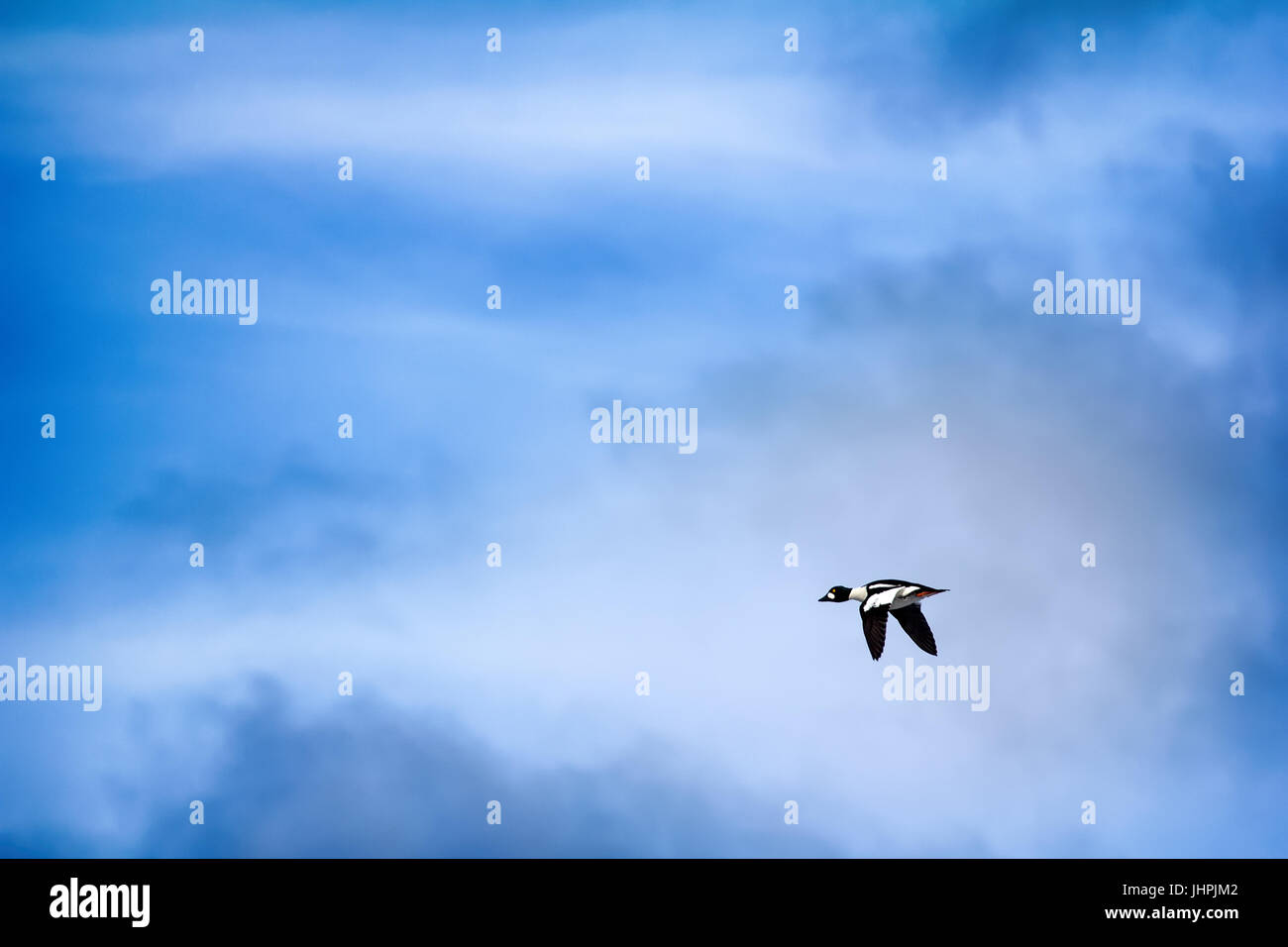 Schellenten (Garrot, Bucephala Clangula), männlich in der Zucht Gefieder im Flug, North bewölkten Himmel Hintergrund Stockfoto