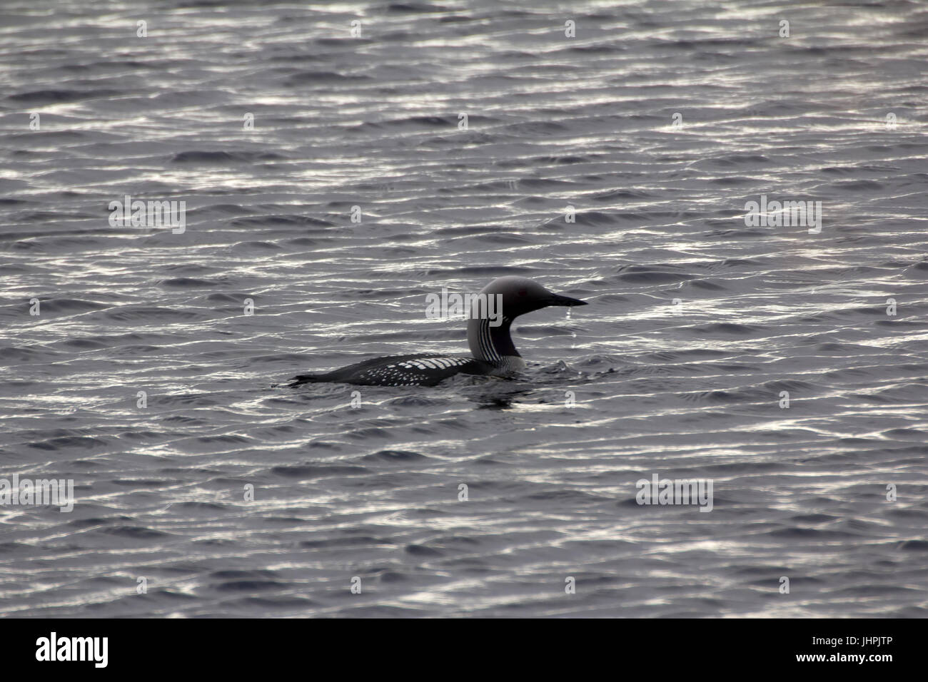 Prachttaucher (Gavia Arctica) in der Zucht Gefieder Stockfoto