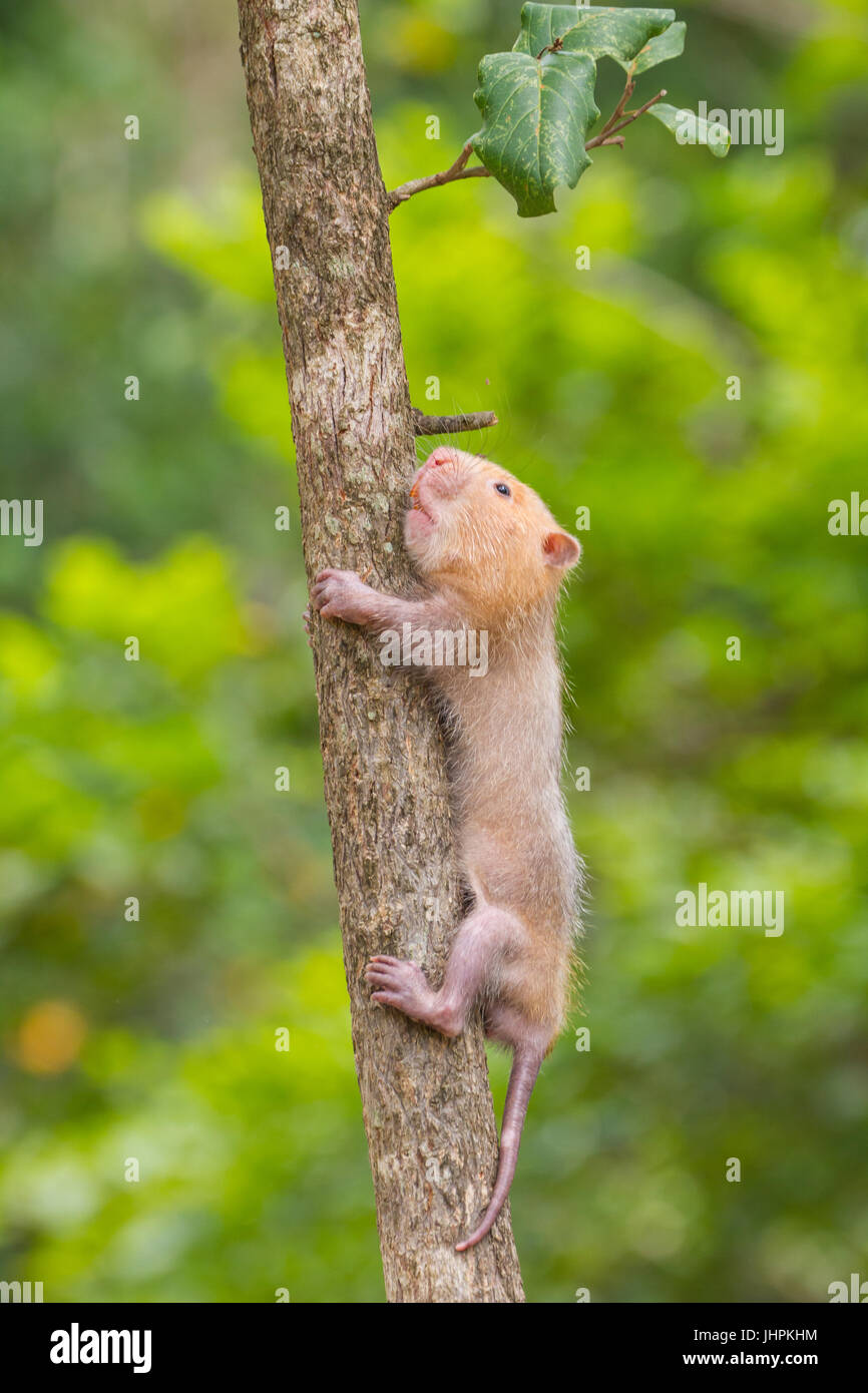 Geringerem Bambus Ratte in der Natur, Thailand (Cannomys Badius  Stockfotografie - Alamy