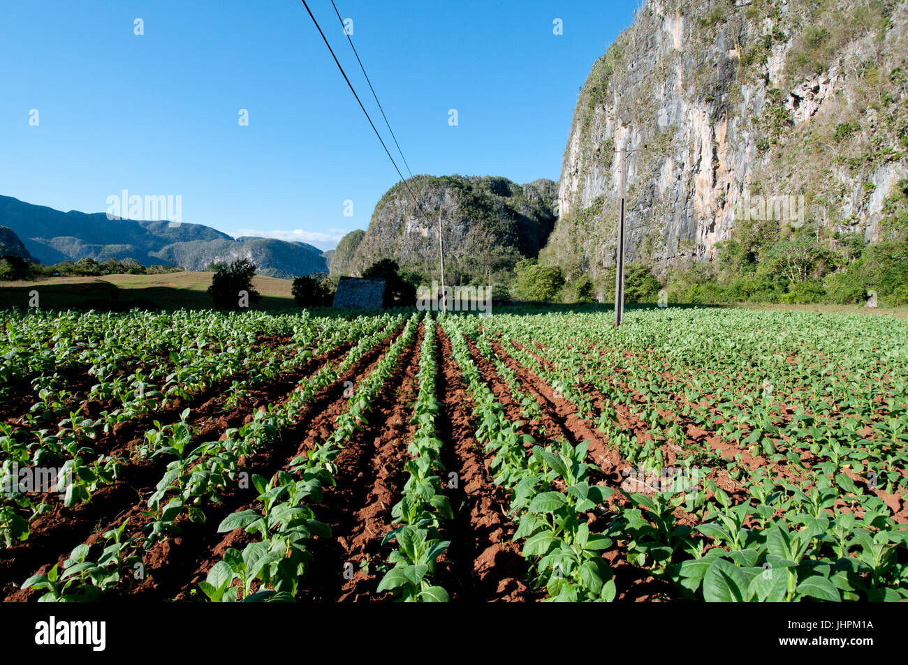 Kubanische Tabakfeld in der Nähe von Vinales, Kuba Stockfoto