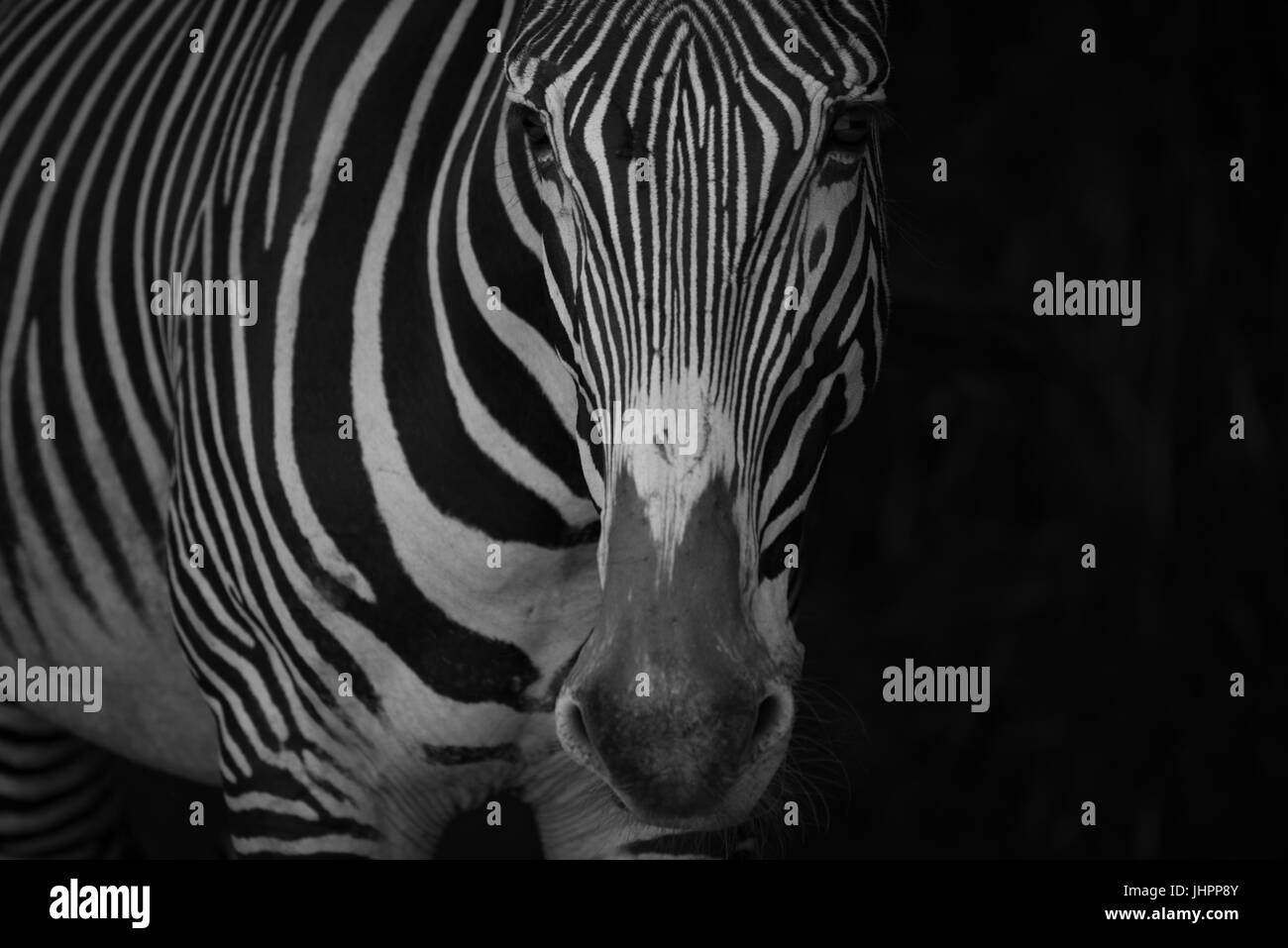 Mono Nahaufnahme von Grevy Zebra in der Schwärze Stockfoto