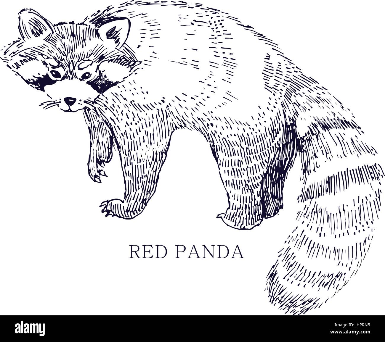 Roter Panda, seltene Tier, Erhaltungszustand Stock Vektor