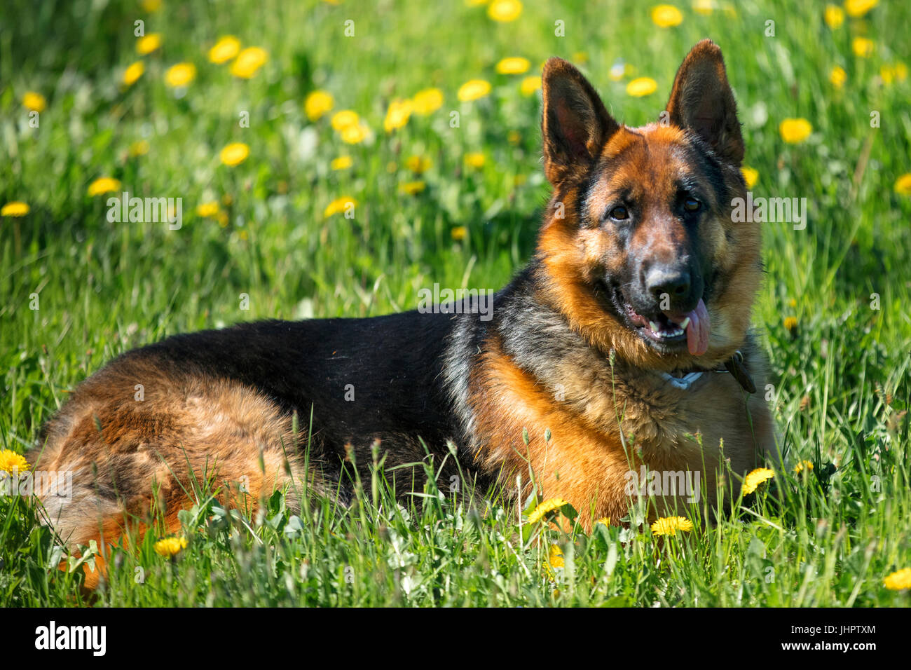 Eine junge deutsche Sheperd im Garten, mit gelben Blüten im Hintergrund. Stockfoto