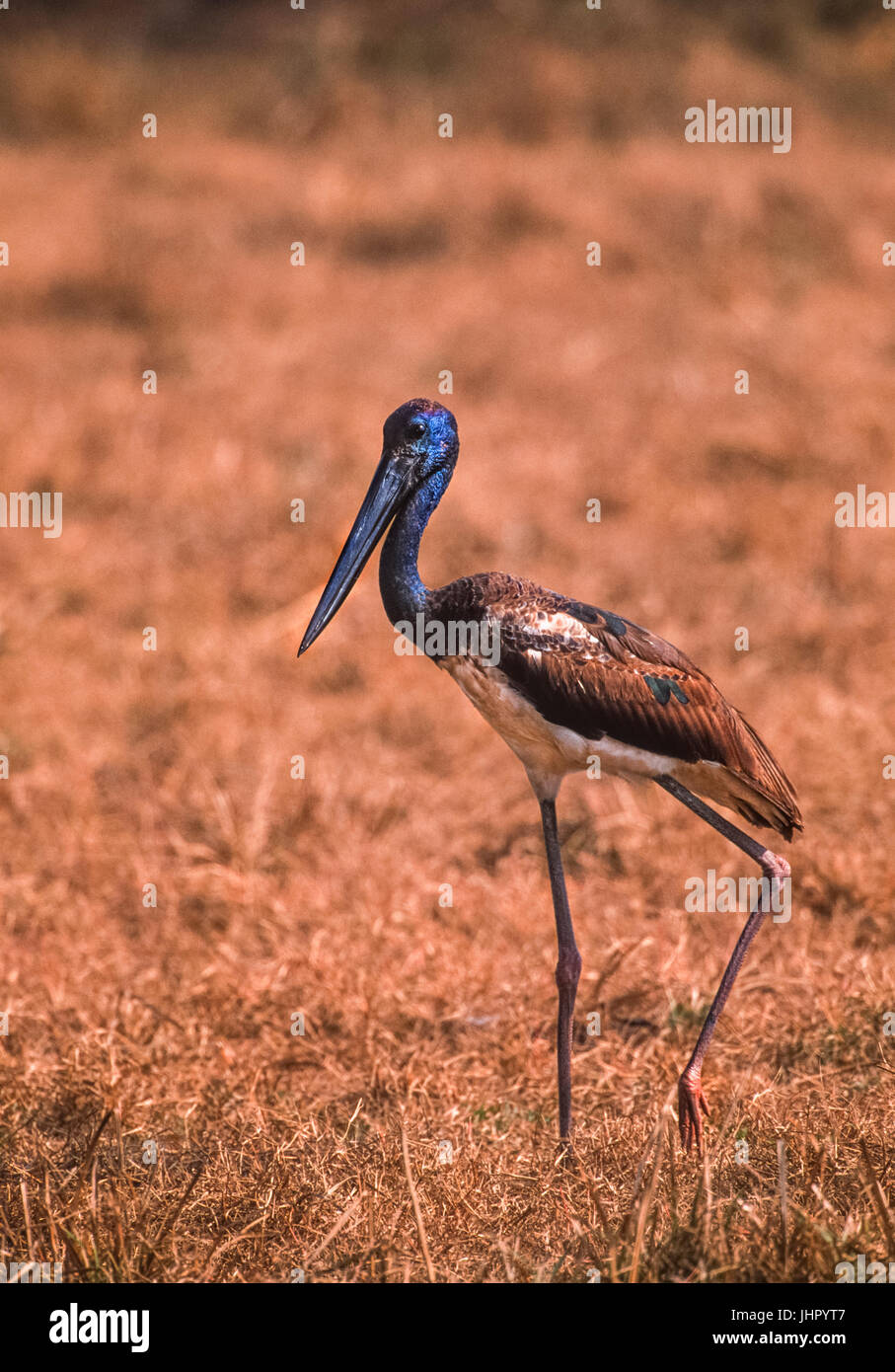 Unreife Black-Necked Storch, (Ephippiorhynchus asiaticus), Keoladeo Ghana National Park, Rajasthan, Indien Stockfoto