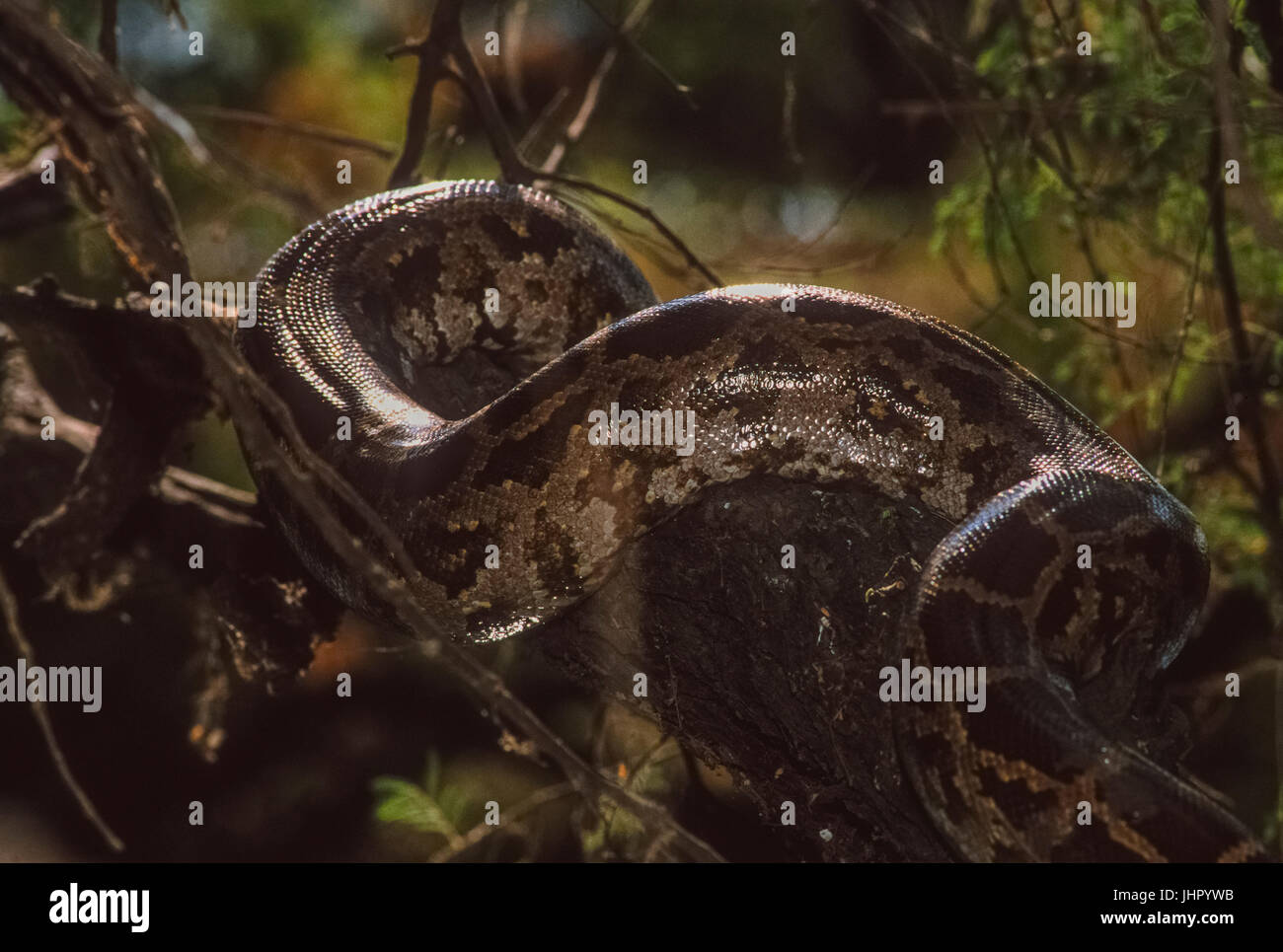 Indian Rock Python oder indische Python (Python molurus), Keoladeo Ghana National Park, Bharatpur, Rajasthan, Indien Stockfoto