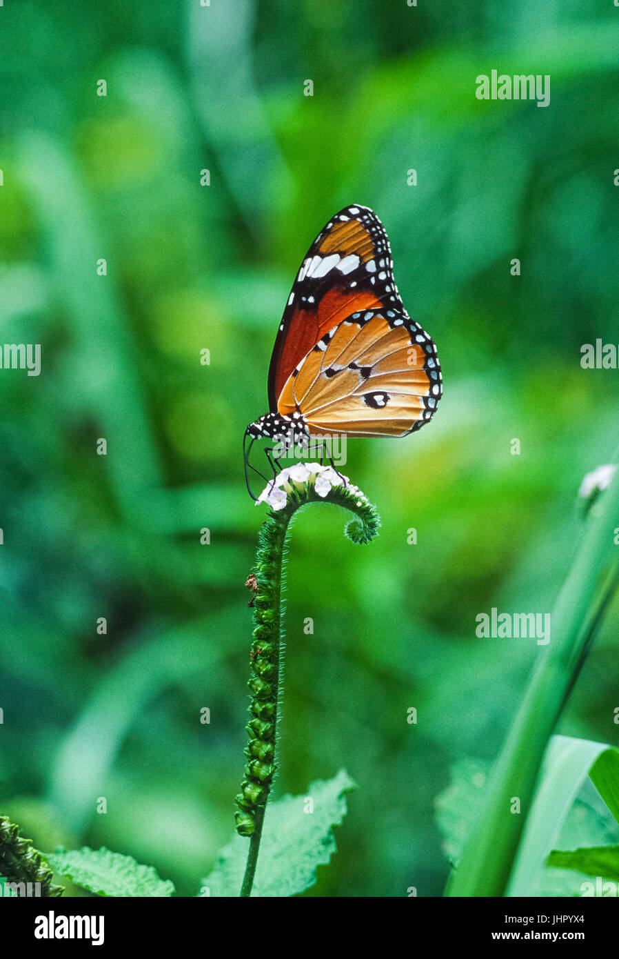Plain Tiger, Schmetterling, (Danaus chrysippus), an blühenden Pflanze, Keoladeo Ghana National Park, Bharatpur, Rajasthan, Indien Stockfoto