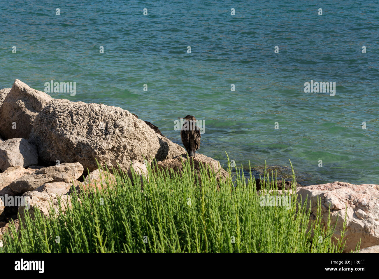 Europäische Möwe mit braunen und weißen Federn sitzt auf einem Stein, im Hintergrund das Meer. Stockfoto
