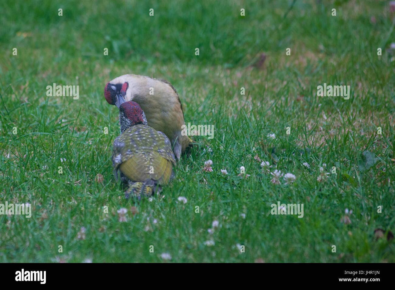 Erwachsenen europäischen Grünspecht Fütterung Juvenile Stockfoto