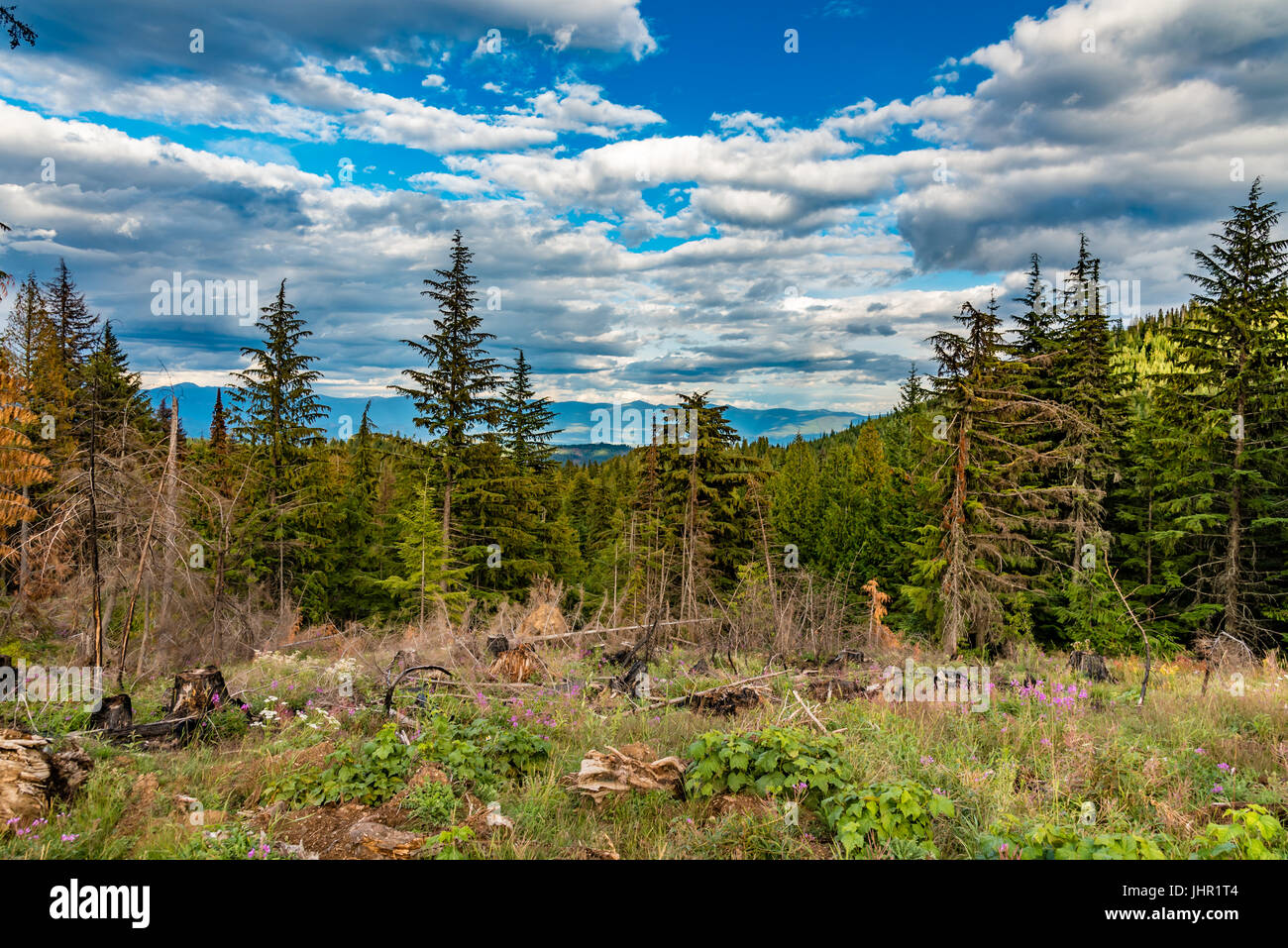 Schöne Colville National Forest. Stockfoto