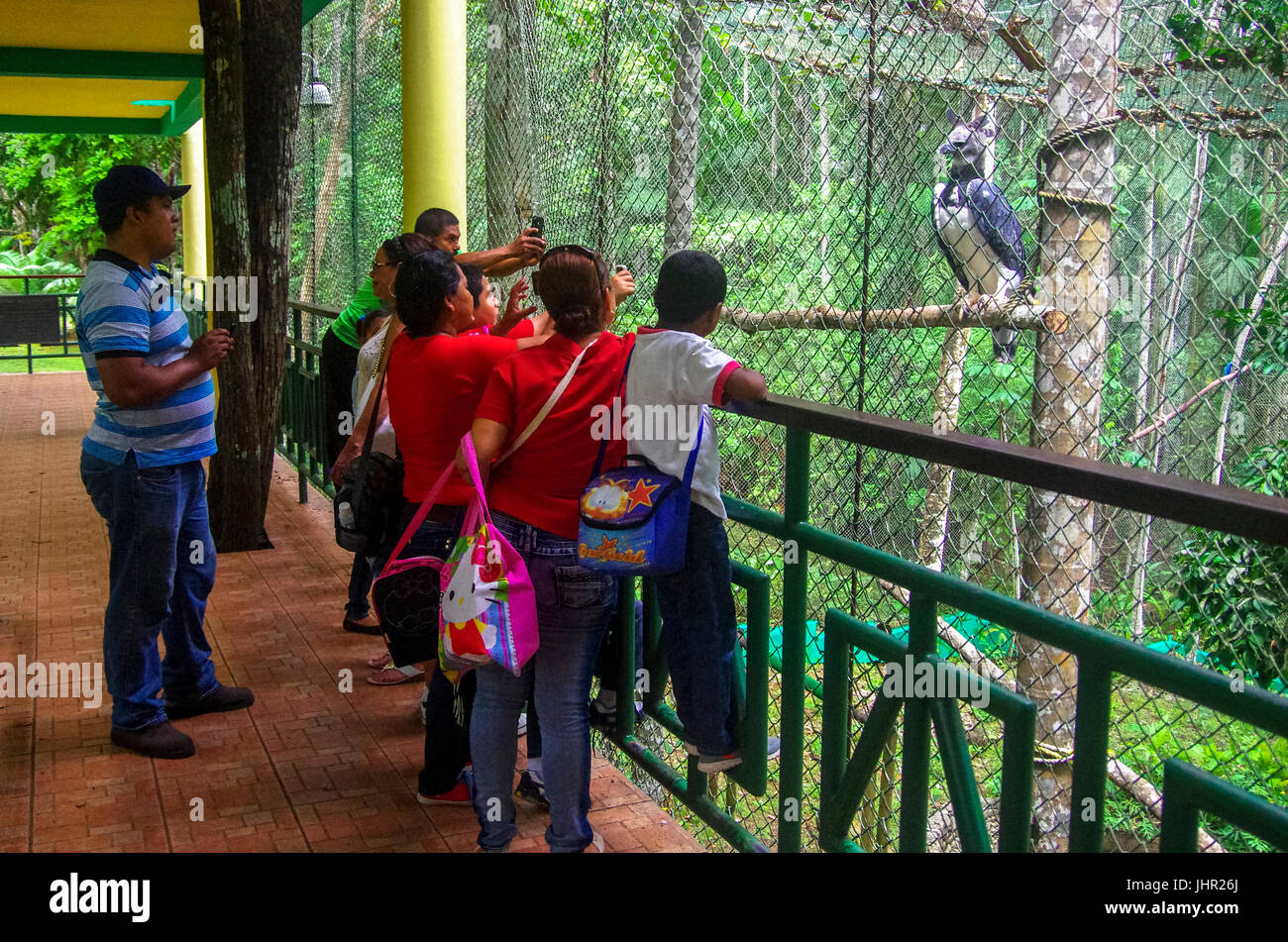 Besucher auf der Suche einer Harpyie am Gipfel Botanischer Garten und Zoo in Panama Stockfoto