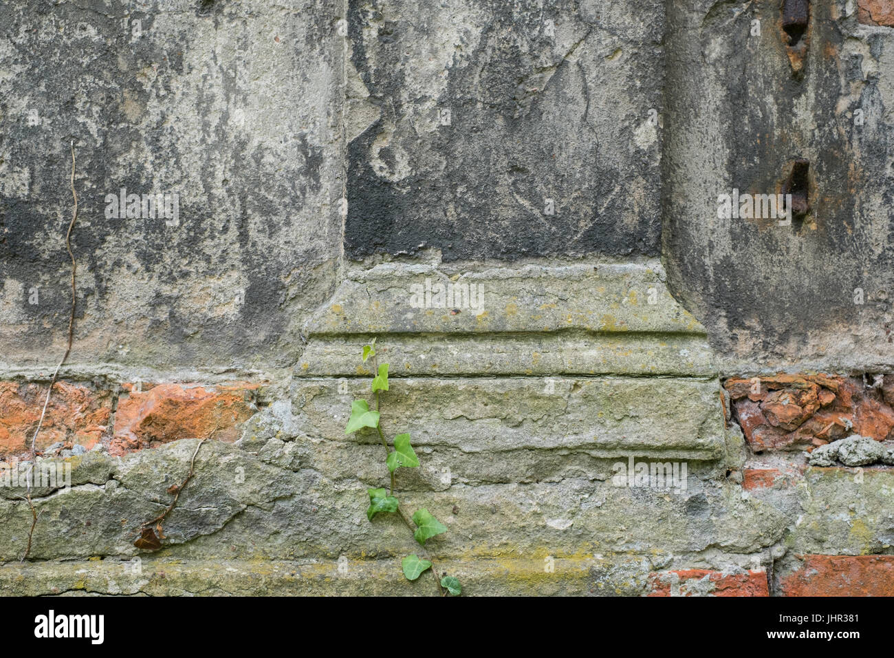 Pflanze, die über alte beschädigte Mauer, detail Stockfoto
