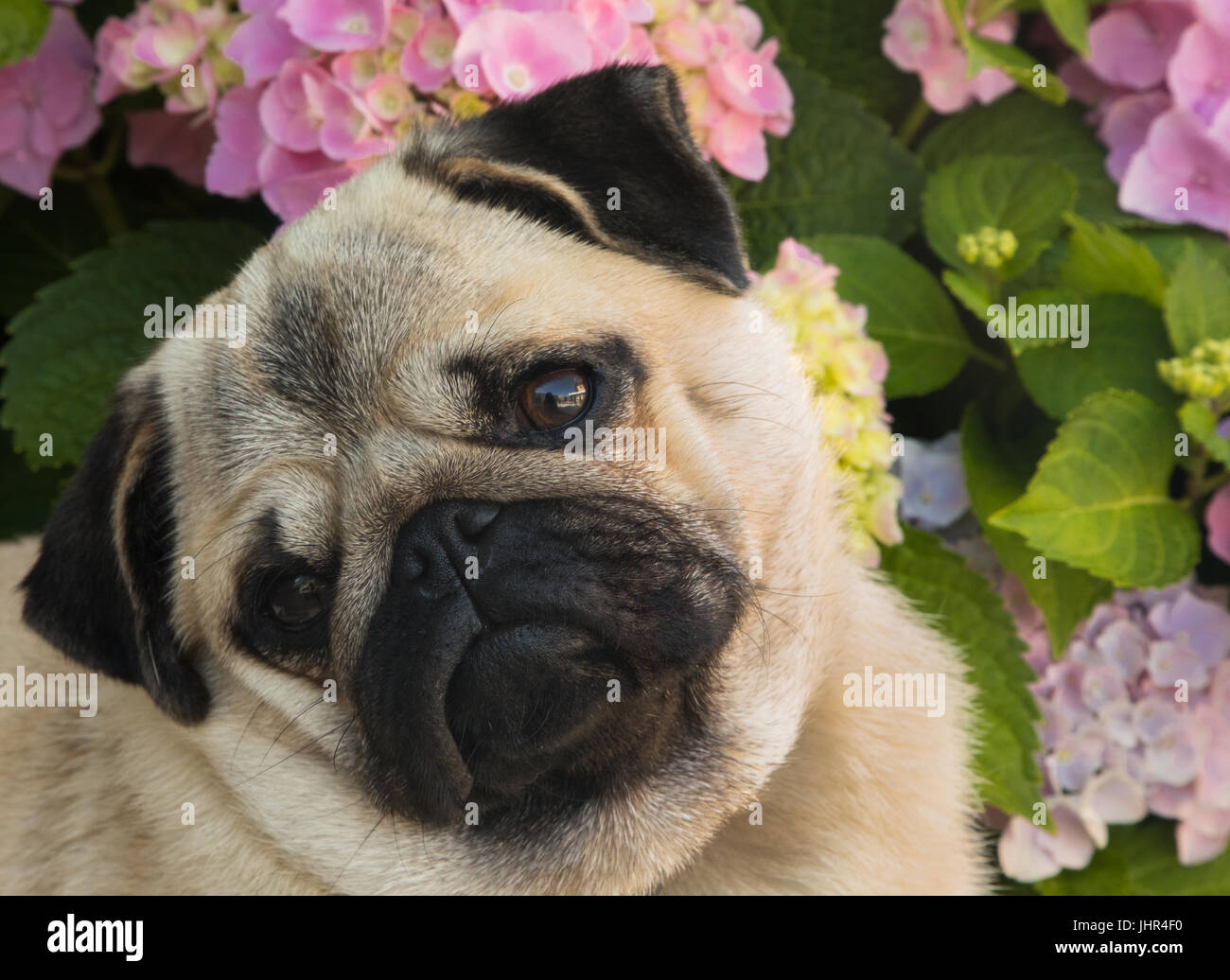 Porträt von niedlichen Mops Welpen vor rosa blühenden Hortensien Stockfoto