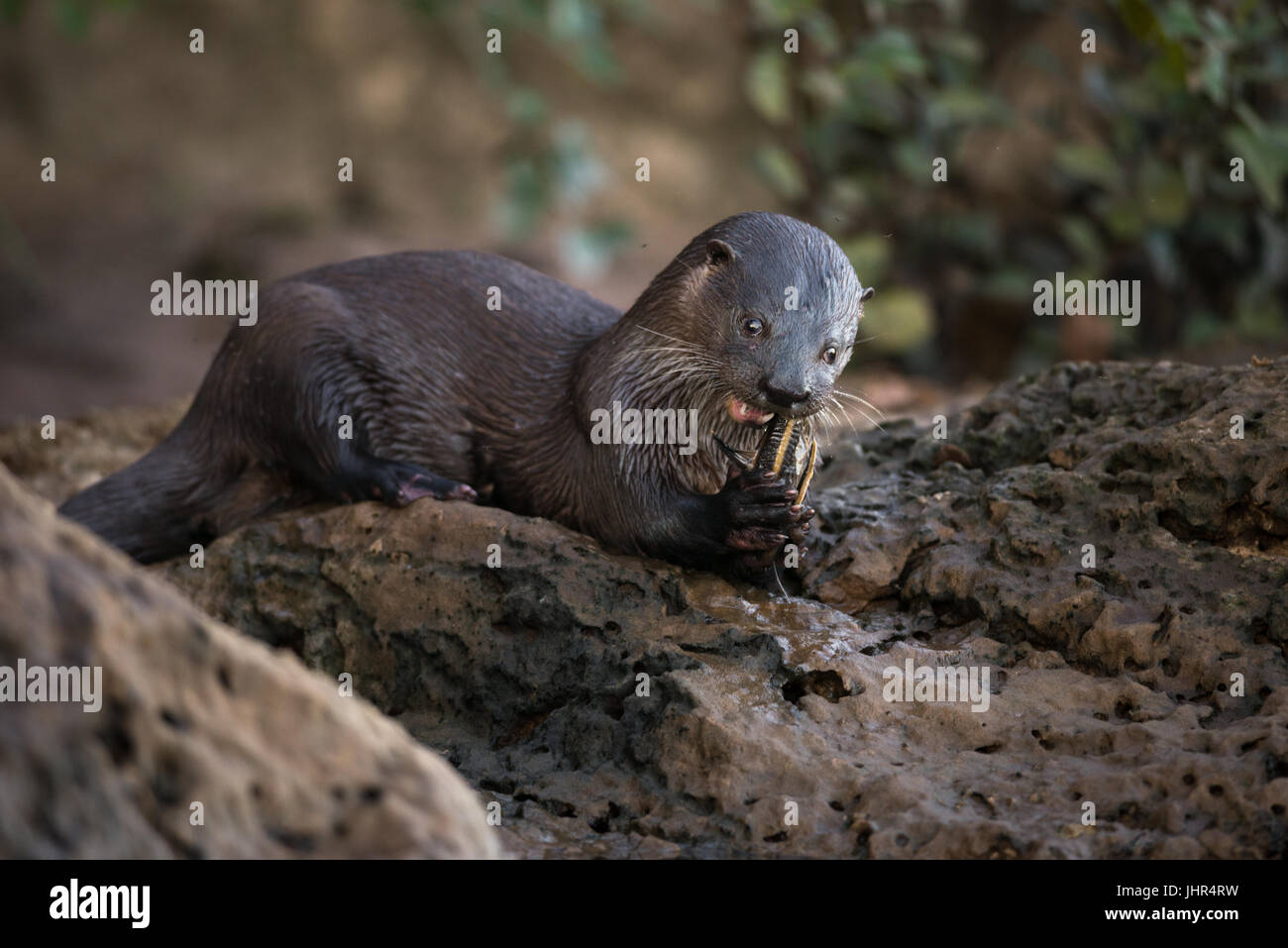 Ein neotropischer river Otter einen Fisch zu essen Stockfoto