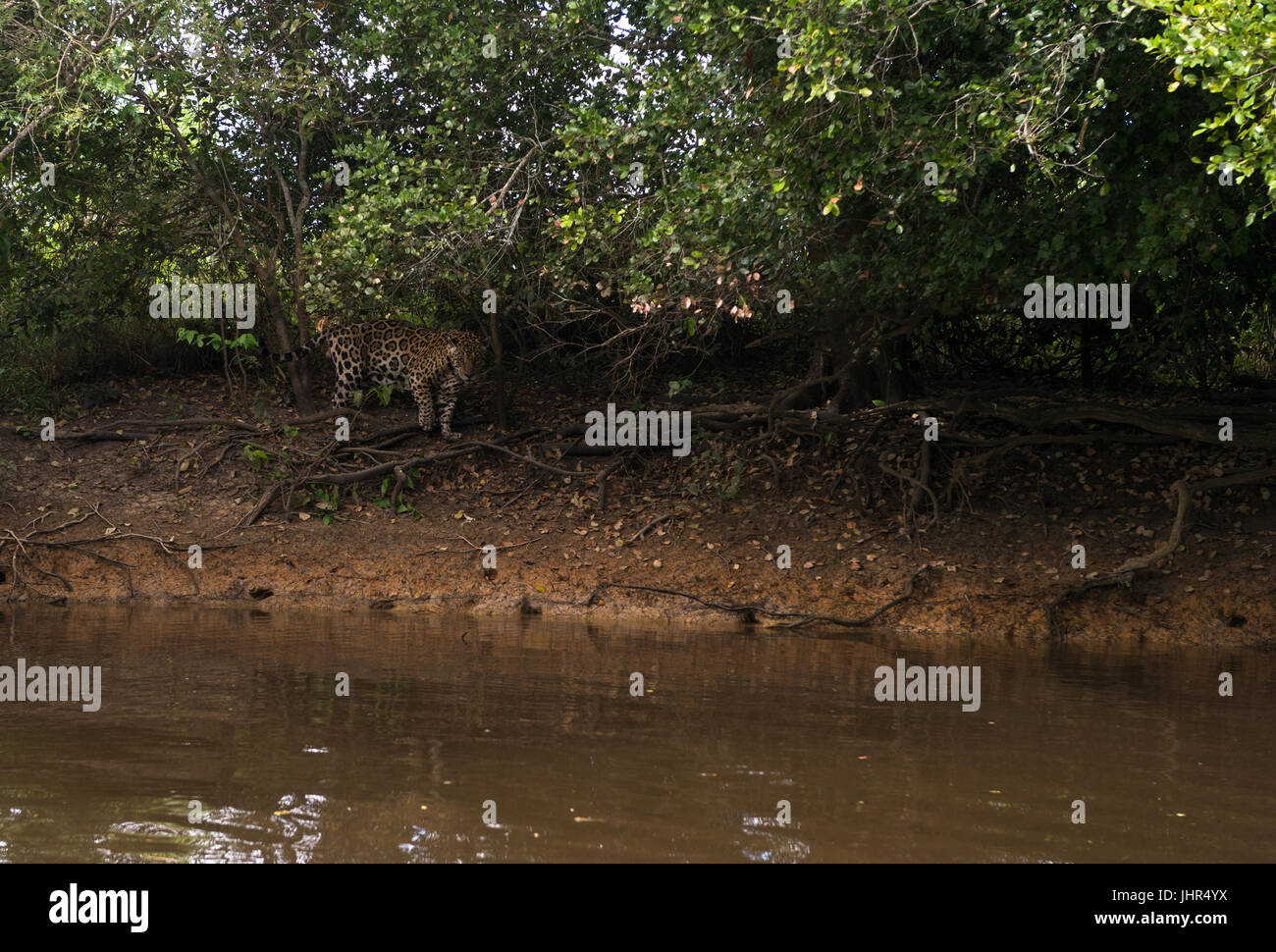 Ein Jaguar stalking der Küsten von einem Pantanal-Fluss Stockfoto