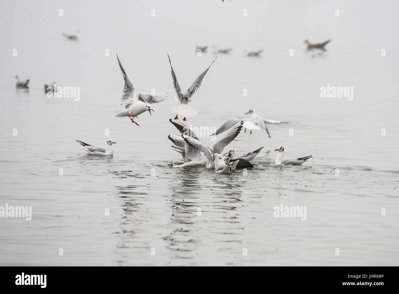 Herde von Möwen kämpfen für Essen in Wasser Stockfoto