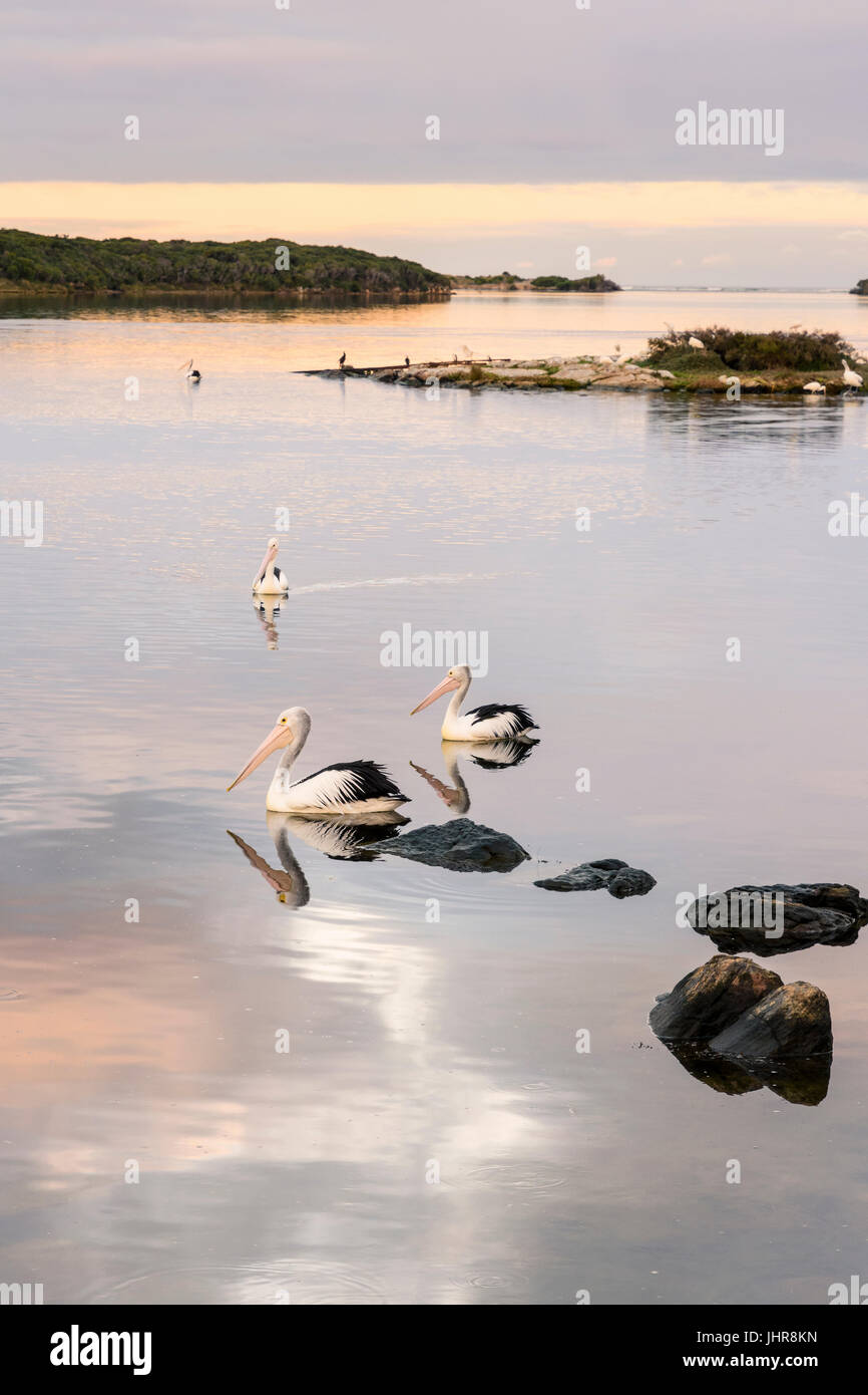 Selektiven Fokus auf Pelikane in den ruhigen Gewässern des Hardy Inlet bei Sonnenuntergang, Augusta Town, Western Australia Stockfoto