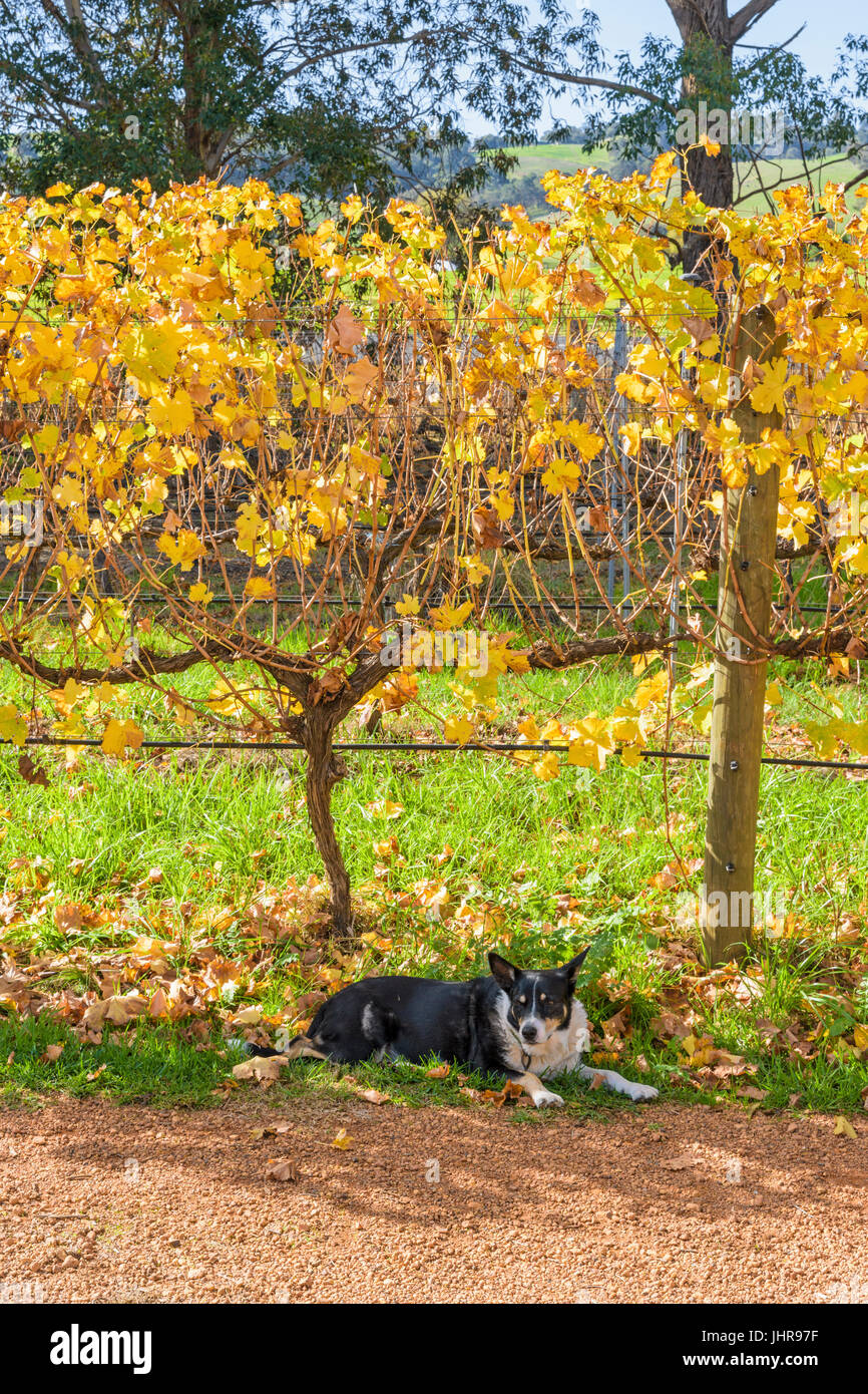 Hund ruht unter Weinreben in St. Aidan Wines Boutique-Weingut und Café in der Ferguson-Tal in der Nähe von Dardanup, Westaustralien Stockfoto