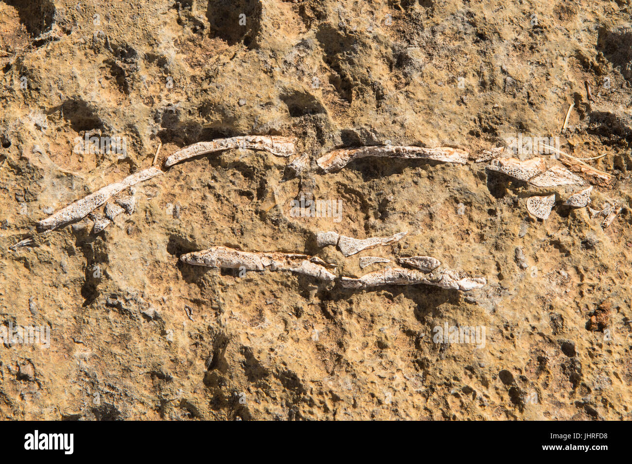 Schildkröte Fossil, Riversleigh Fossil Site, Boodjamullah Lawn Hill Nationalpark, Queensland, Australien Stockfoto