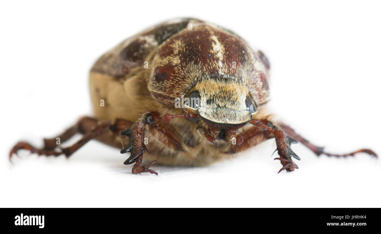 Weibliche Polyphylla fullo Stockfoto