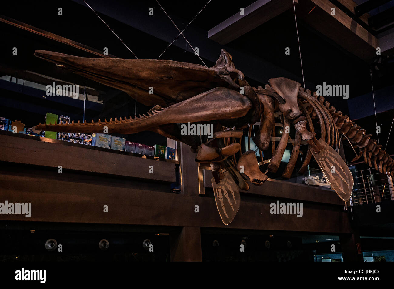 Wal-Skelett im Museum Maritime Stadt Santander, Kantabrien, Spanien, Europa. Stockfoto