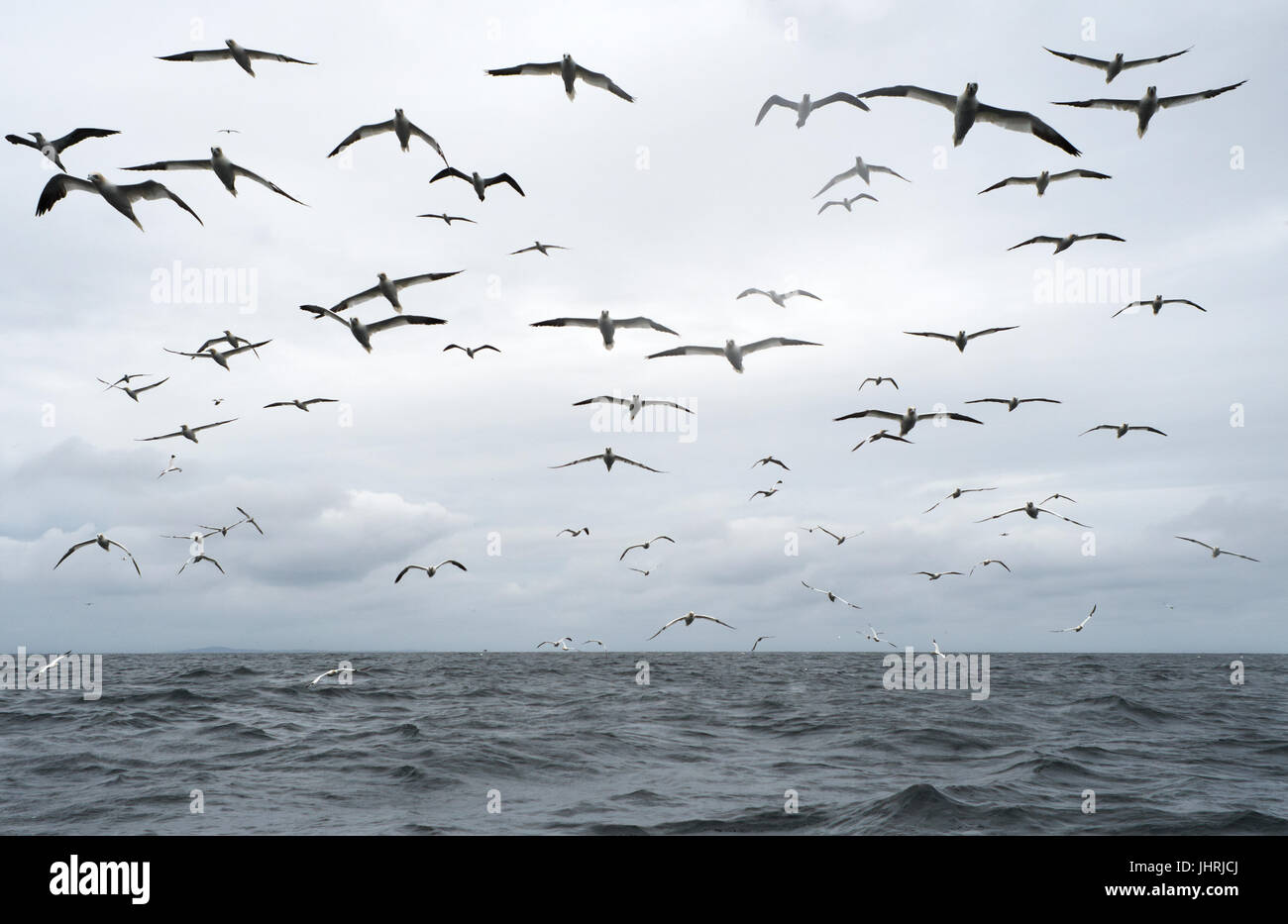 Eine Firma/Herde der Basstölpel (Morus Bassanus) folgen einem Seevogel Ausflugsboot in Anticaption von Lebensmitteln, Shetland, UK Stockfoto