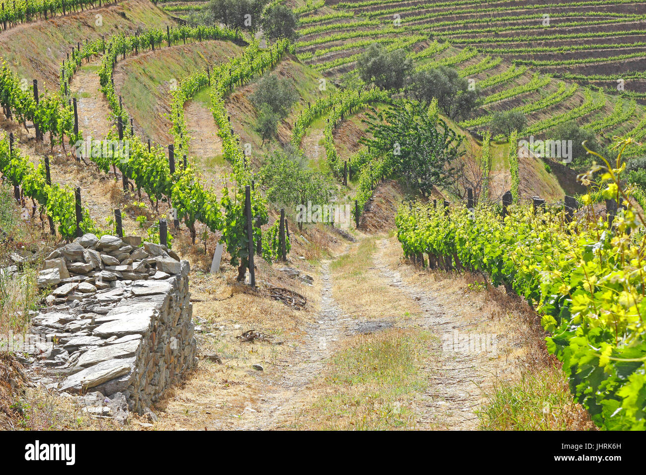 Terrassenförmig angelegten Portwein Weinberge entlang dem Fluss Douro-Portugal Stockfoto