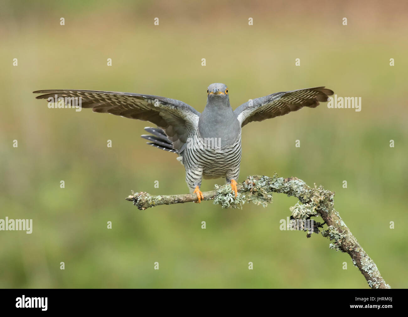 Erwachsene männliche Kuckuck Landung auf Flechten bedeckt Zweig Thursley Common, Surrey Stockfoto