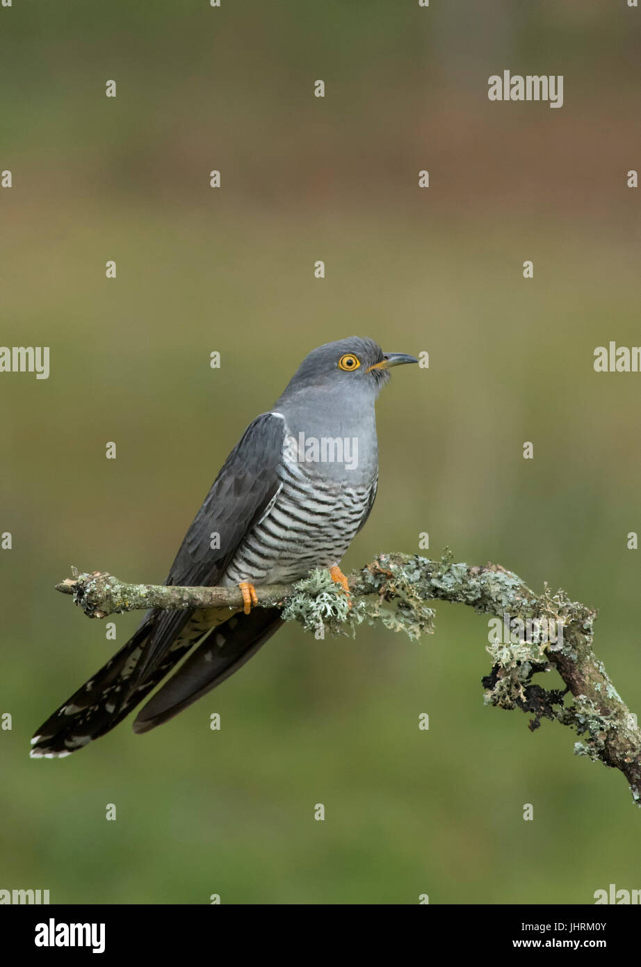 Erwachsene männliche Kuckuck gehockt Flechten bedeckt Branch Stockfoto