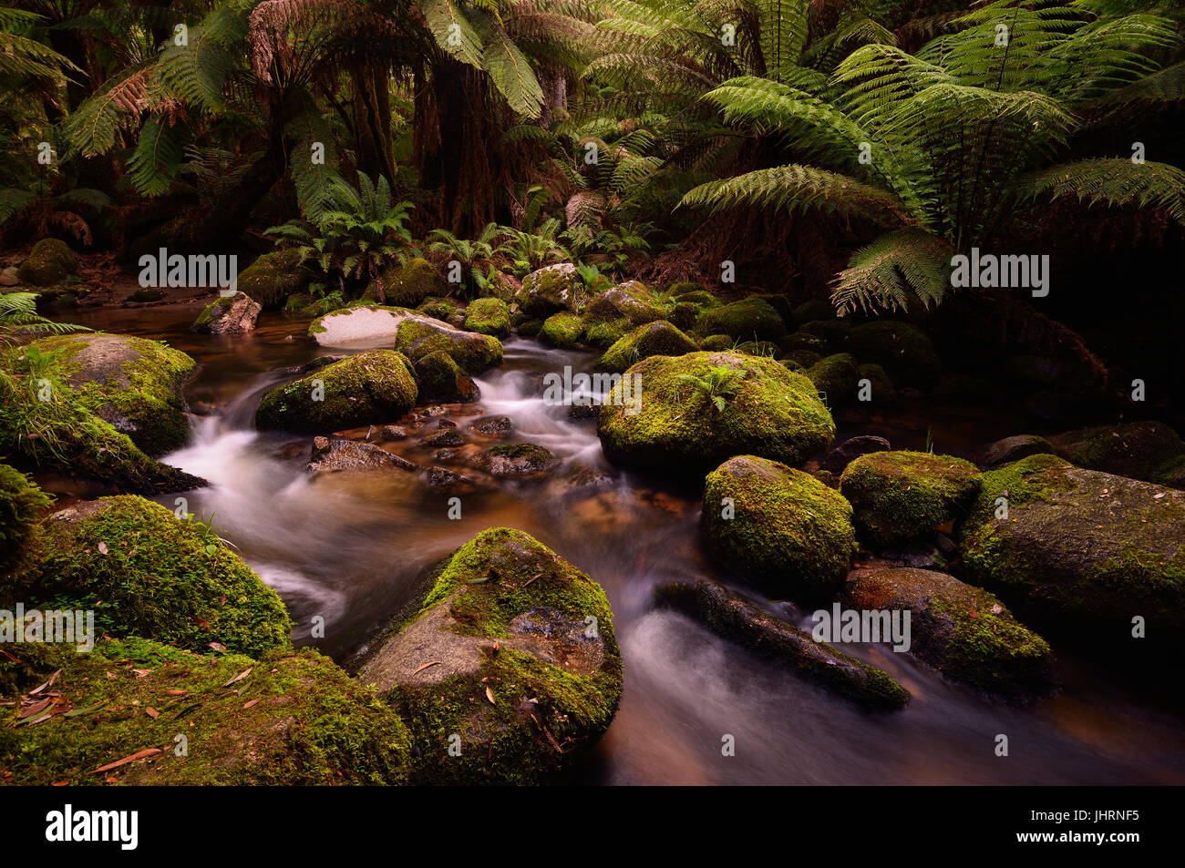Heitere langsam fließende Strom in einem Regenwald in Tasmanien, Australien. Mit Mossfileed Felsen und Farne und Bäumen umgeben. Stockfoto
