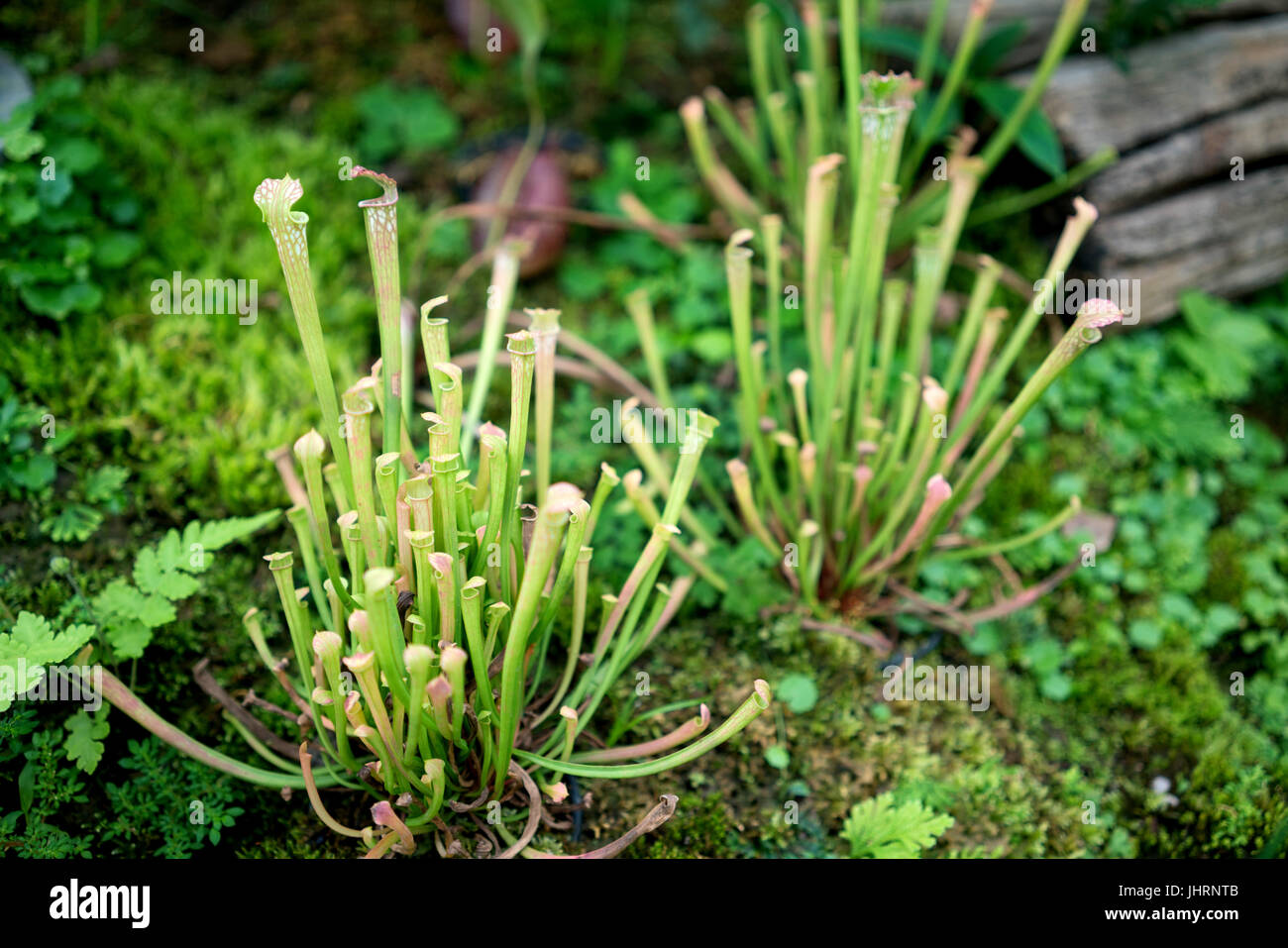 Nepenthes, tropischen Kannenpflanzen, Affe Tassen, fleischfressende Pflanzen Stockfoto