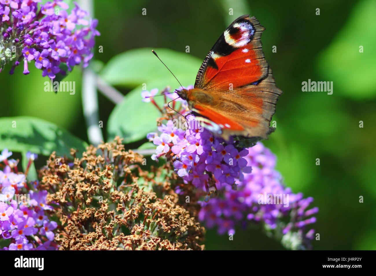 Tagpfauenauge (inachis io) Pollen sammeln auf sommerflieder Blume in deutschen Juni Garten. Stockfoto