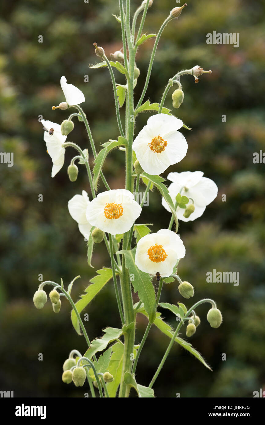 Meconopsis Napaulensis. Gelber Mohn / Nepal Mohn / Himalaya-Mohn Stockfoto